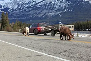 Zoopharmacognosy: Rocky Mountain Bighorn Sheep - licking the salt on the road