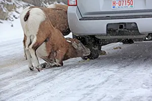 Zoopharmacognosy: Rocky Mountain Bighorn Sheep - licking the salt on the road