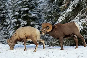 Urinate: Rocky Mountain Bighorn Sheep - male smelling /
