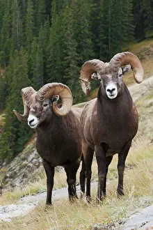 Bighorn: Rocky Mountain bighorn sheep rams