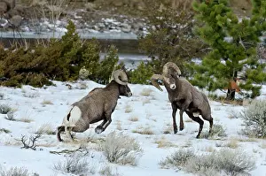 Hooves: Rocky Mountain Bighorn Sheep. Rams fighting /