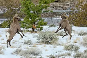 Hooves: Rocky Mountain Bighorn Sheep. Rams fighting /