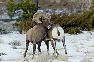 Hooves: Rocky Mountain Bighorn Sheep. Rams fighting /
