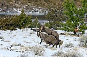 Hooves: Rocky Mountain Bighorn Sheep. Rams fighting / head