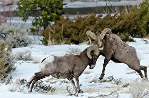 Hooves: Rocky Mountain Bighorn Sheep. Rams fighting / head