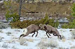 Hooves: Rocky Mountain Bighorn Sheep Rams fighting / head