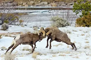 Hooves: Rocky Mountain Bighorn Sheep. Rams fighting / head
