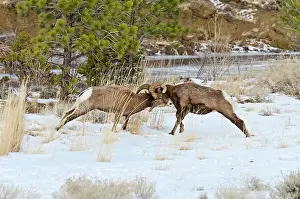 Hooves: Rocky Mountain Bighorn Sheep. Rams fighting / head