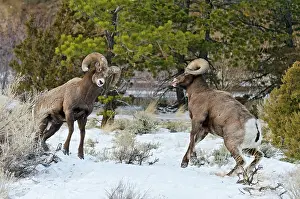 Hooves: Rocky Mountain Bighorn Sheep. Rams fighting / head