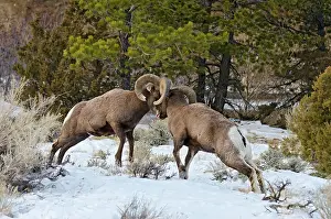 Hooves: Rocky Mountain Bighorn Sheep. Rams fighting / head