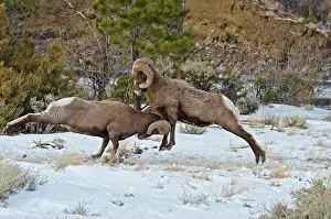 Hooves: Rocky Mountain Bighorn Sheep. Rams fighting / head