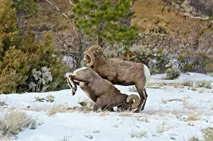 Hooves: Rocky Mountain Bighorn Sheep. Rams fighting / head