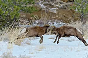 Hooves: Rocky Mountain Bighorn Sheep. Rams fighting / head