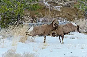 Hooves: Rocky Mountain Bighorn Sheep. Rams fighting / head