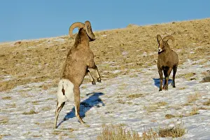 Hooves: Rocky Mountain Bighorn Sheep. Rams fighting / head