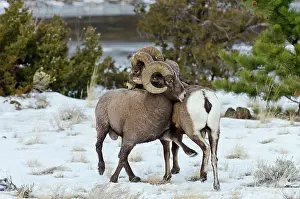 Hooves: Rocky Mountain Bighorn Sheep. Rams shoving and