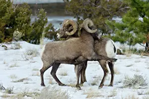 Hooves: Rocky Mountain Bighorn Sheep. Rams shoving and