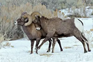Hooves: Rocky Mountain Bighorn Sheep. Rams shoving and