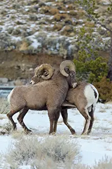 Hooves: Rocky Mountain Bighorn Sheep. Rams shoving and