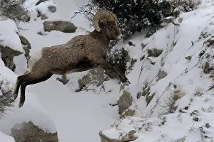 B Moose Peterson: Rocky Mountain Bighorn Sheep - Rocky Mountain Bighorn