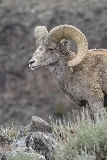 Bighorns: Rocky Mountain Bighorn Sheep in sage close up -