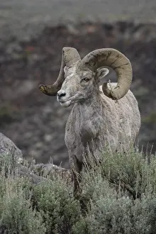 Sage: Rocky Mountain Bighorn Sheep in sage close up -