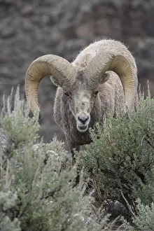 Sage: Rocky Mountain Bighorn Sheep in sage close up -