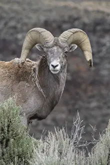Sage: Rocky Mountain Bighorn Sheep in sage close up -