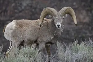 Bighorns: Rocky Mountain Bighorn Sheep in sage - Rocky Mountain