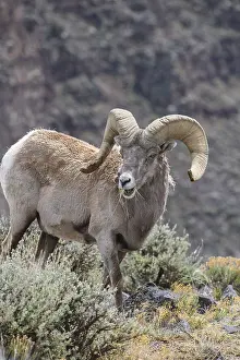 Sage: Rocky Mountain Bighorn Sheep in sage - Rocky Mountain
