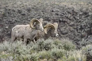 Sage: Rocky Mountain Bighorn Sheep in sage - Rocky Mountain