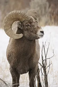 Bighorns: Rocky Mountain Bighorn Sheep in snow close up -