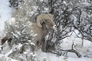 B Moose Peterson: Rocky Mountain Bighorn Sheep in snow - Rocky Mountain