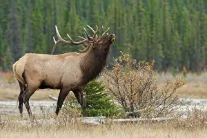 Archer: Rocky Mountain bull elk