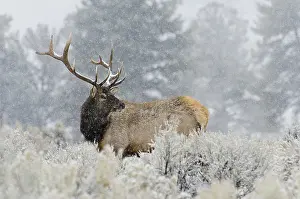 Nelsoni: Rocky Mountain bull Elk (Cervus canadensis nelsoni)