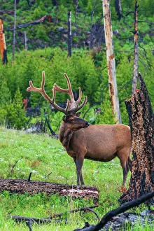 Rockies: Rocky Mountain bull elk, Spring time in the Rockies