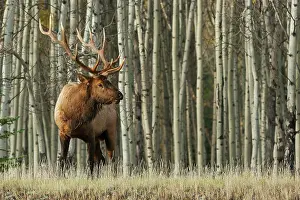Thick: Rocky Mountain bull elk, thick aspens