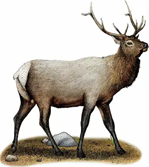 Cervid: Rocky mountain elk