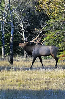 Bugling: Rocky Mountain Elk - bull bugling