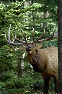 Bugling: Rocky Mountain Elk - bull bugling - Autumn