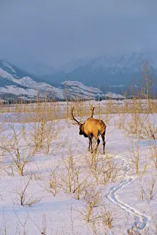 Pugmarks: Rocky Mountain Elk - Bull in evening, early winter