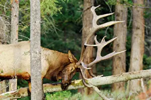 Scraping: Rocky Mountain Elk - bull rubbing / scraping fallen