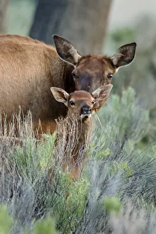 Elks: Rocky Mountain Elk (Cervus canadensis nelsoni)--cow