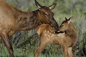 Elks: Rocky Mountain Elk (Cervus canadensis nelsoni)--cow