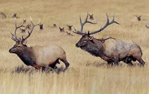 Elks: Rocky Mountain elk Cervus canadensis nelsoni A subspec