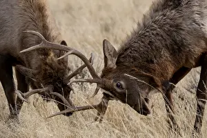 B Moose Peterson: Rocky Mountain Elk in grass - Close up of Rocky