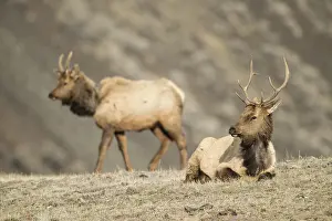 Nelsoni: Rocky Mountain Elk pair in grass - Rocky Mountain