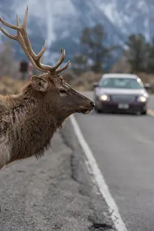 Nelsoni: Rocky Mountain Elk - Rocky Mountain Elk - North