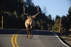 B Moose Peterson: Rocky Mountain Elk walking - Rocky Mountain Elk