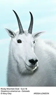 Oreamnos: Rocky Mountain Goat